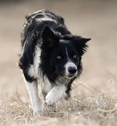 a black and white dog is running through the grass