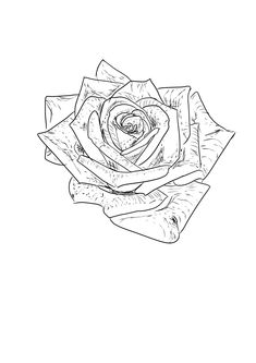 a black and white drawing of a rose