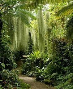 the path is surrounded by lush vegetation and trees