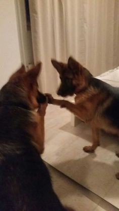 two dogs playing with each other in front of a mirror on the floor next to a bed