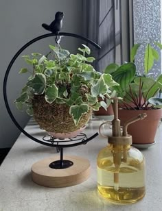 a potted plant sitting on top of a table next to a glass bottle filled with liquid