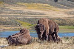 an adult bison and two baby bison grazing in the grass near a river on a hillside