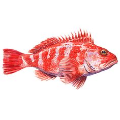 a red and white fish on a white background