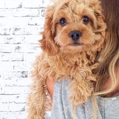 a woman holding a dog in her arms with long blonde hair on it's head