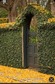 an open gate with yellow leaves on the ground