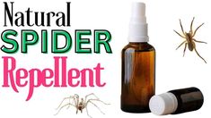 Peppermint Oil For Spiders, Essential Oils Ants, Essential Oil Bug Spray, Spiders Repellent, Diy Spider, Bug Spray Recipe