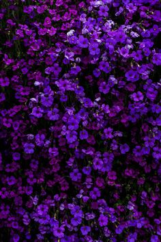 purple flowers are growing in the garden