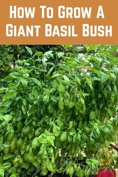 an image of how to grow a giant basil bush