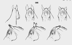 how to draw a horse's head with different angles and lines on the face