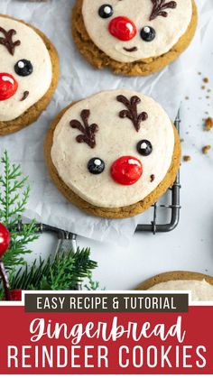 gingerbread reindeer cookies with white frosting and red nose on top, surrounded by pine branches