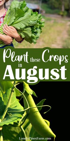 a woman holding some green plants with the words plant these crops in august