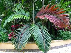 a large plant with red and green leaves in the middle of a garden filled with lots of greenery