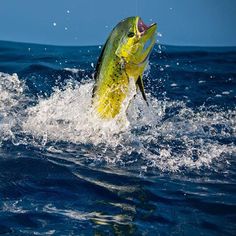 a fish jumping out of the water with it's mouth open