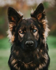 a black and brown dog with blue eyes looking at the camera while standing on grass