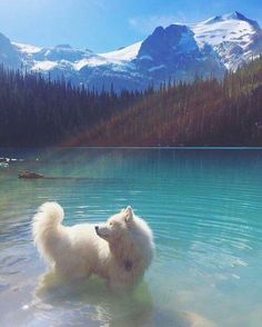 a white dog is standing in the water near some trees and mountain range behind him