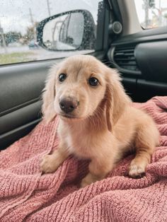 a small brown dog sitting on top of a pink blanket