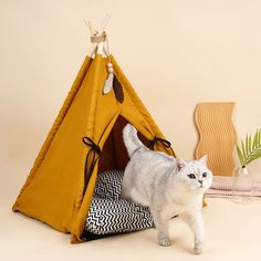 a white cat standing in front of a teepee