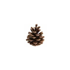 a single pine cone on a white background