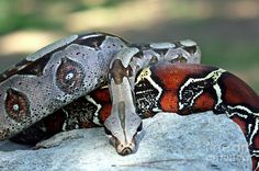 a close up of a snake on a rock