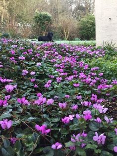 purple flowers are growing in the ground near some bushes and trees, with a black dog standing behind them