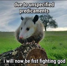 Possum Memes Hilarious, Unhinged Possum, Possum Facts, Opossum Facts, Opossum And Raccoon