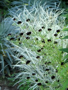 some black and white flowers in the grass