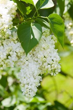 some white flowers are growing on the tree