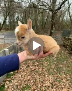 a person is holding a small animal in their hand and it looks like an alpaca