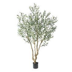 an olive tree in a black pot on a white background