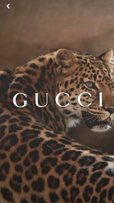 an image of a leopard with the word gucci on it