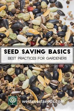 seed saving basics for gardeners