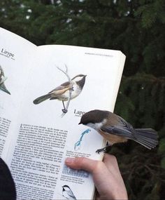 a bird sitting on top of an open book next to a person's hand