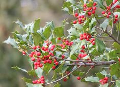 holly with red berries and green leaves on a branch in front of blurry background