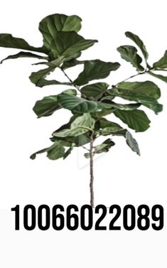 Codes For Plants In Bloxburg, Custom Bloxburg Plants, Plant Decal Codes For Bloxburg, Bloxburg Fake Plant Decals, Bloxburg Realistic Plant Decal Codes