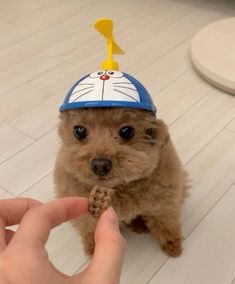 a small brown dog wearing a blue and white hat