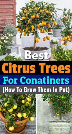 the best citrus trees for containers how to grow them in pot