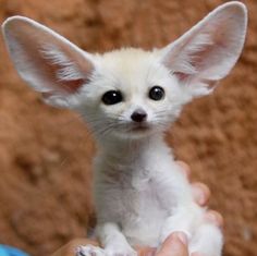 a small white fox is being held in someone's hand and looks at the camera