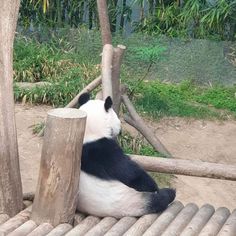 a panda bear sitting on top of a pile of logs next to a wooden pole