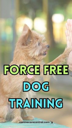 a small brown dog standing on top of a person's hand with the caption force free dog training