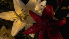 two white and red flowers are in the dark