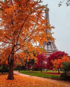 the eiffel tower is surrounded by trees with orange leaves