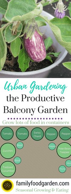 an info sheet for urban gardening the produtive balenoy garden is shown