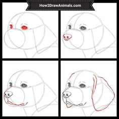 how to draw a dog's face with different angles and colors, step by step