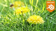 a bee is flying over some dandelions in the grass with dew on them