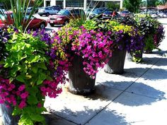 several flower pots lined up on the sidewalk