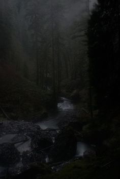 a stream running through a forest covered in fog