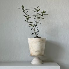 a potted plant sitting on top of a white shelf