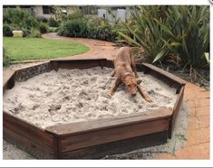 a dog is playing in the sand with his head inside an empty wooden box outside