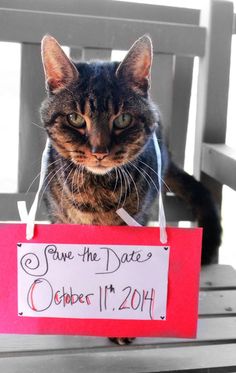 a cat sitting on top of a wooden bench next to a save the date sign