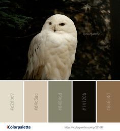 an owl sitting on top of a tree branch in front of a forest color palette